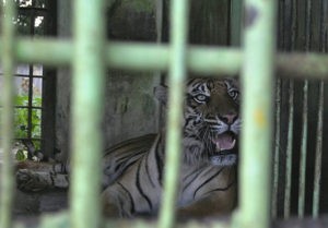 medanoke.com - Hewan di Medan Zoo Terancam Kelaparan