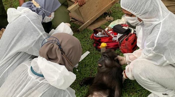 Medanoke.com - Tim BBKSDA sita satwa dilindungi di rumah Terbit Rencana Perangin Angin